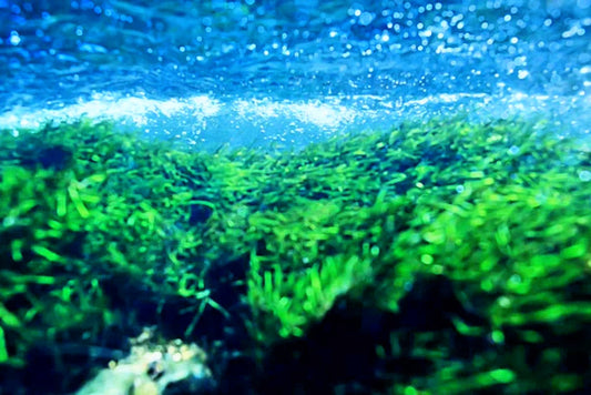 Les 10 Bienfaits de la Sea Moss